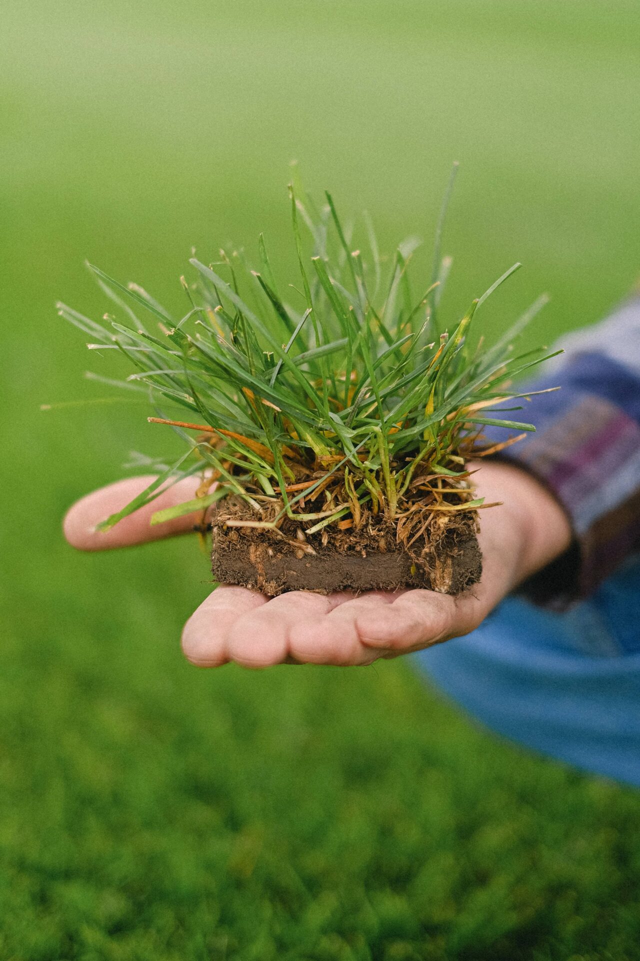 Artificial Turf Installation in Frisco Artificial Turf Installation in Frisco